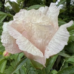 Lady Gay IMG_08629